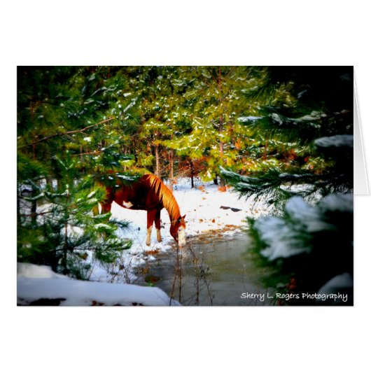 ~Buckie on Rogers Hobby Farm~ (Front Horizontal)