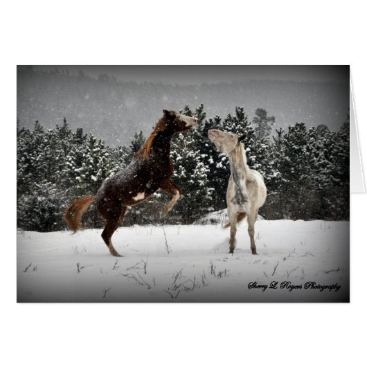 ~Buckie unleashed~ (Front Horizontal)