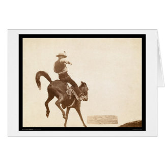 Bucking Bronco SD 1888 Cards