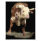 Bucking Bull Art Print