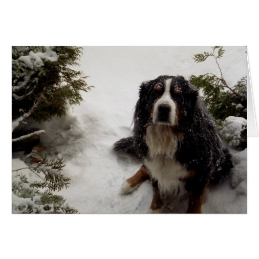 Buckminster Loves Snow Cards (Front Horizontal)
