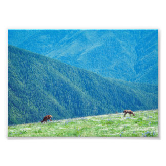 Bucks by the Mountains Photo Print