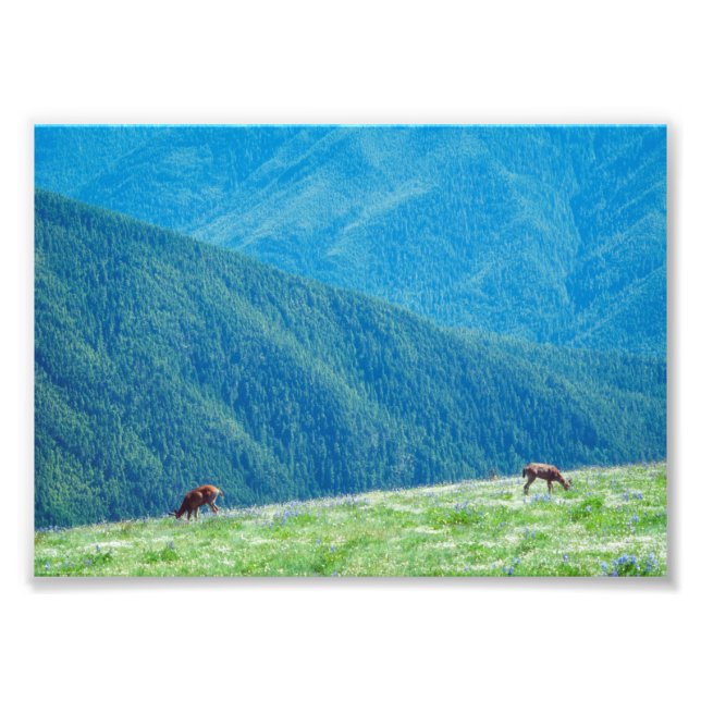 Bucks by the Mountains Photo Print (Front)