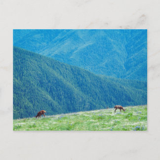 Bucks by the Mountains Postcard