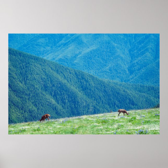 Bucks by the Mountains Poster (Front)