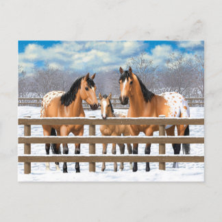 Buckskin Appaloosa Horses In Snow Postcard