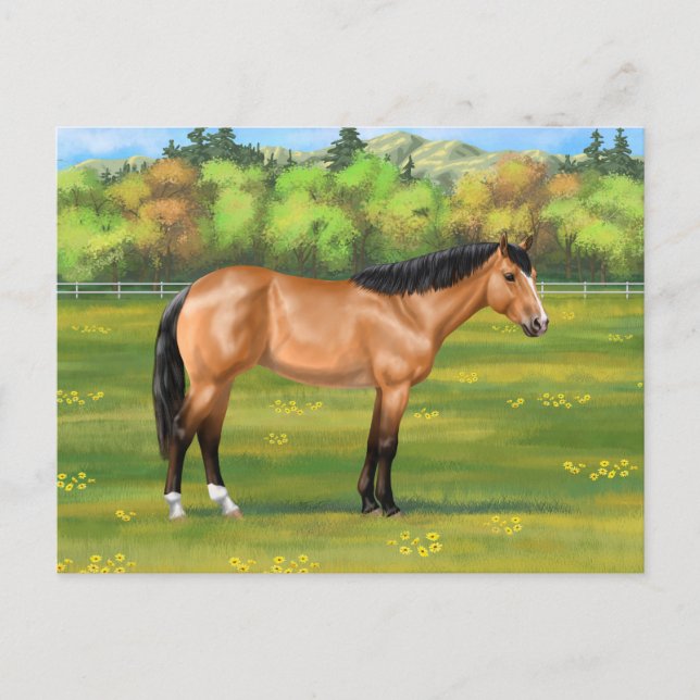 Buckskin Dun Quarter Horse Postcard (Front)