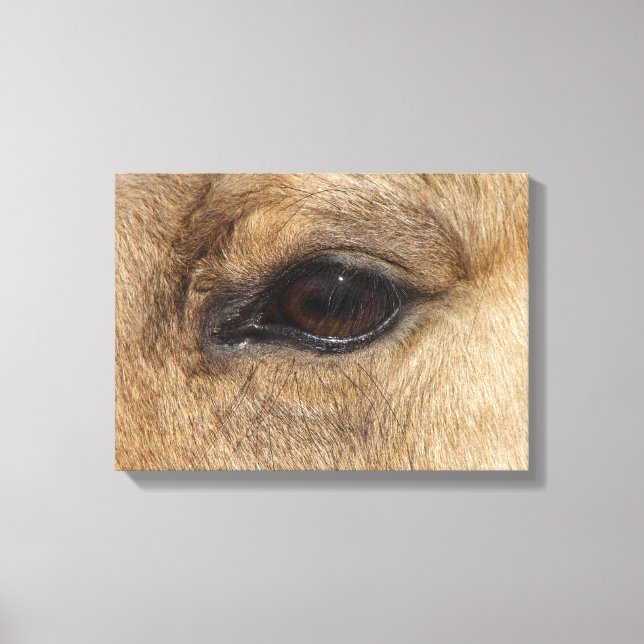 Buckskin Eye Canvas Print (Front)