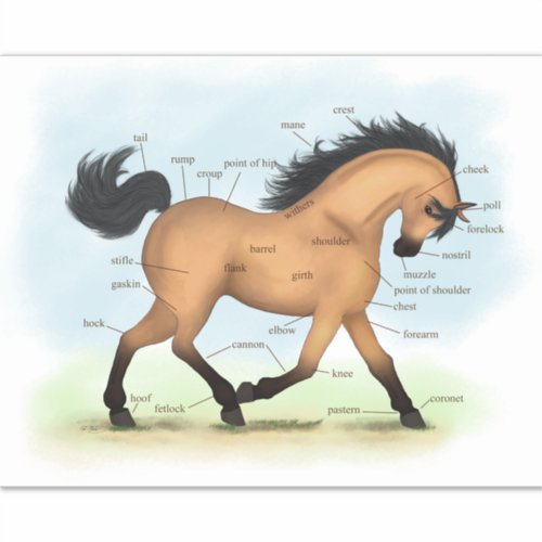 Buckskin Horse Educational Equine Anatomy Chart Sticker