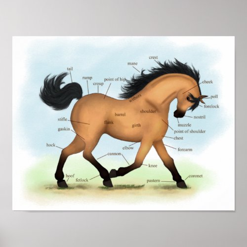 Buckskin Horse Educational Equine Anatomy Poster