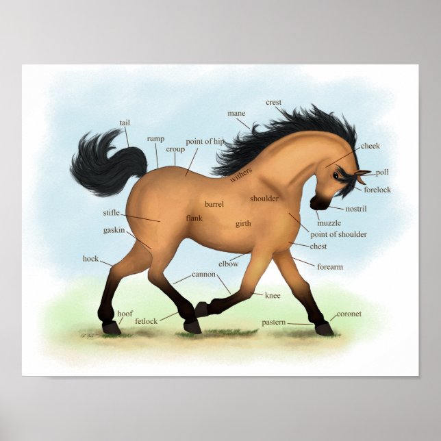 Buckskin Horse Educational Equine Anatomy Poster (Front)