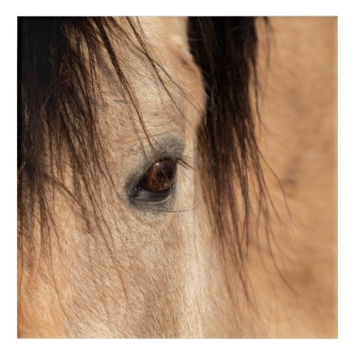 Buckskin Horse Face Acrylic Print