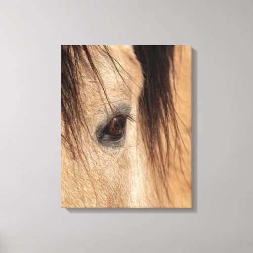 Buckskin Horse Face Canvas Print