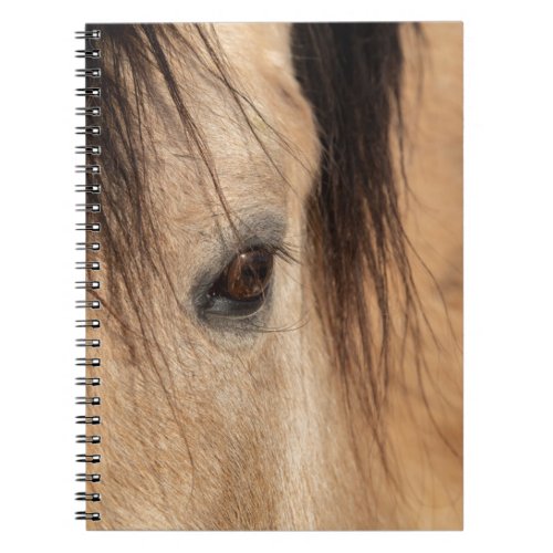Buckskin Horse Face Notebook