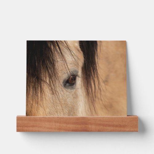 Buckskin Horse Face Picture Ledge