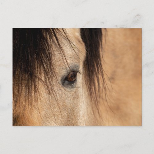 Buckskin Horse Face Postcard