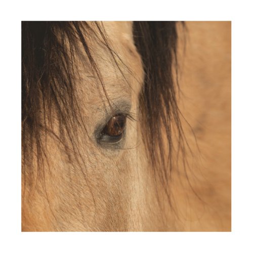 Buckskin Horse Face Wood Wall Art