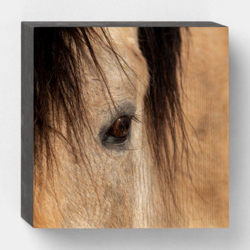 Buckskin Horse Face Wooden Box Sign