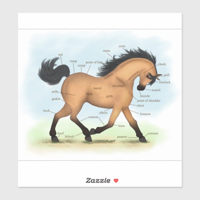 Buckskin Horse Pony Equestrian Horse Anatomy Chart Sticker (Sheet)