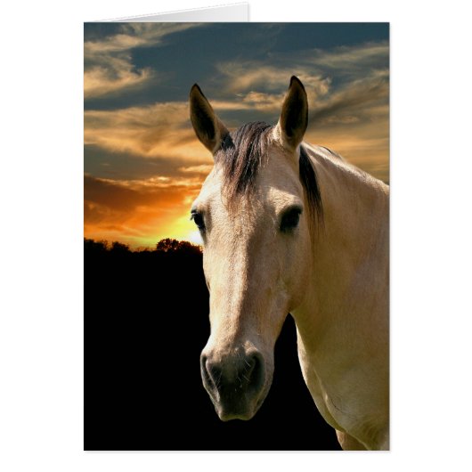Buckskin horse sunset (Front)