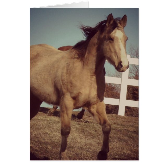 Buckskin Horse Trots Cards (Front)