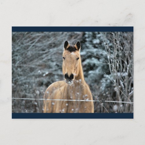 Buckskin Horse Winter Postcard