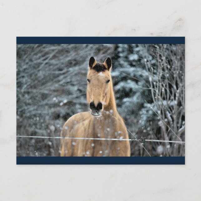 Buckskin Horse Winter Postcard (Front)