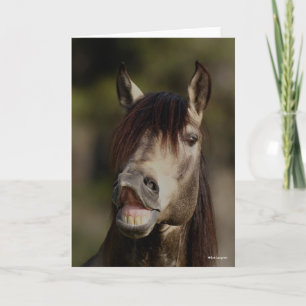 Buckskin Lusitano Stallion Flehmen Headshot Card