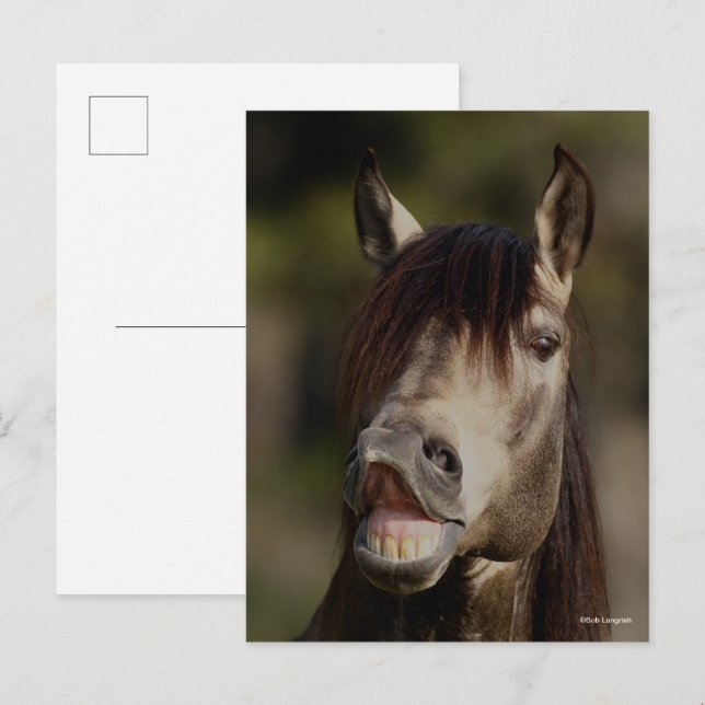 Buckskin Lusitano Stallion Flehmen Headshot Postcard (Front/Back)