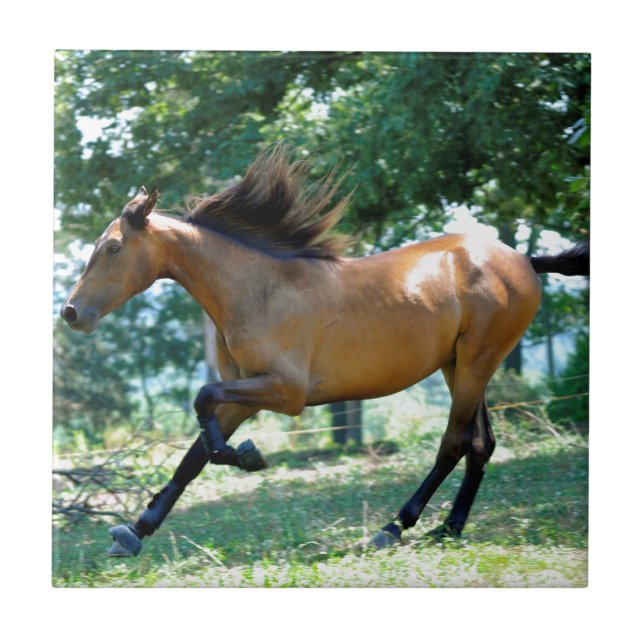 Buckskin Morgan Horse Ceramic Tile (Front)