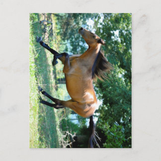 Buckskin Morgan Horse Postcard
