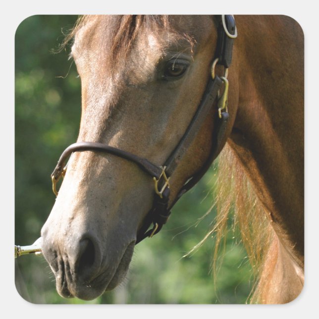 Buckskin Morgan Horse Square Sticker (Front)