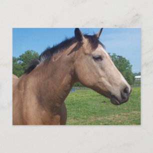 Buckskin Mustang Postcard