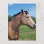 Buckskin Mustang Postcard