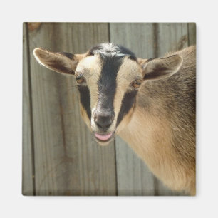 Buckskin Nigerian Dwarf Dairy Goat Kid Magnet