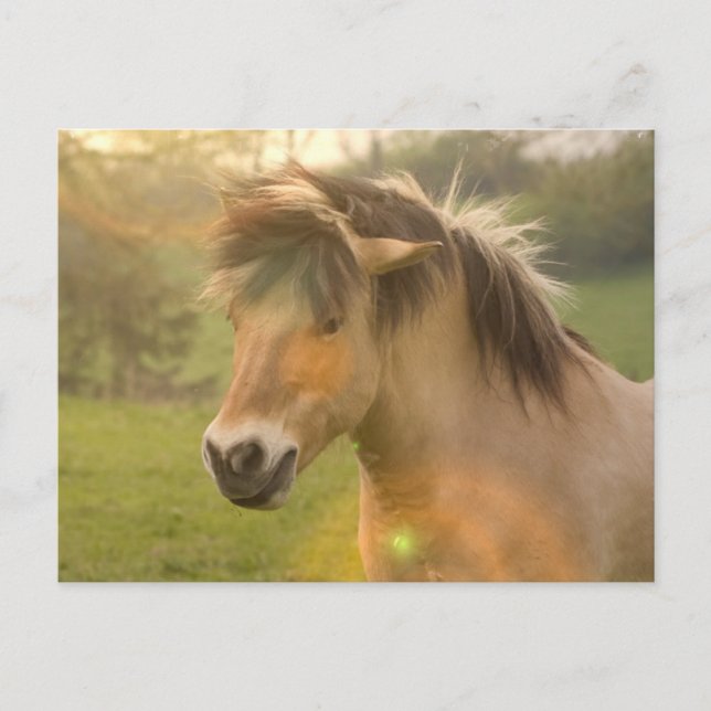 Buckskin Pony Postcard (Front)