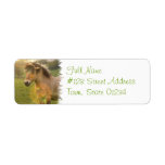 Buckskin Pony Return Address Label