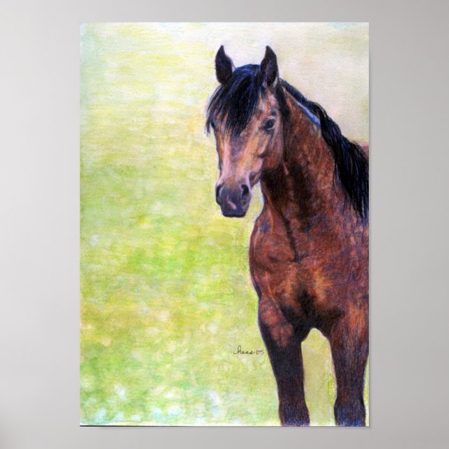 Buckskin Quarter Horse Halter Horse Portrait Poster (Front)