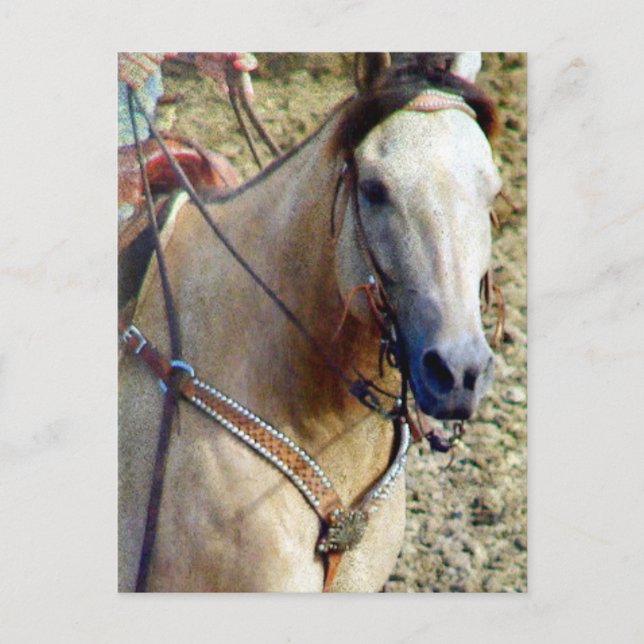 Buckskin Rodeo Horse Postcard (Front)