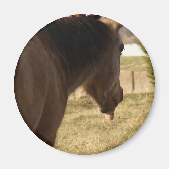 Buckskin Sticks His Tongue Out Magnet (Front)