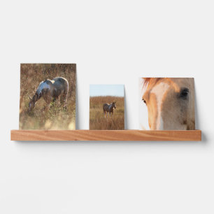 Buckskin Tobiano Horse Morning Sun Photos Picture Ledge