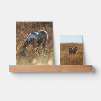 Buckskin Tobiano Paint Pinto Horse in Morning Sun Picture Ledge