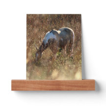 Buckskin Tobiano Paint Pinto Horse