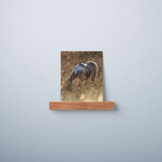 Buckskin Tobiano Paint Pinto Horse Picture Ledge
