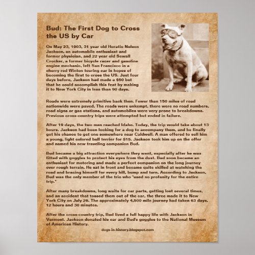 Bud First Dog to Cross the US by Car Poster