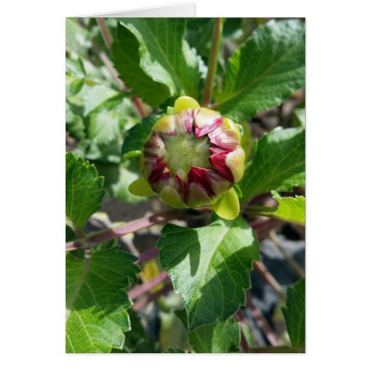 bud in autumn cards (Front)