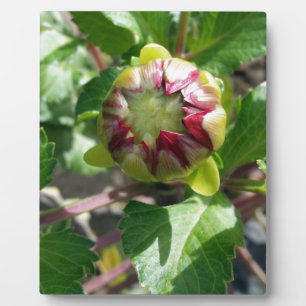 bud in fall plaque