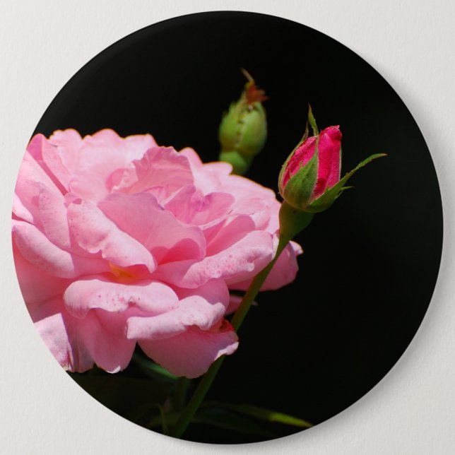 Bud of a rose pinback button (Front)