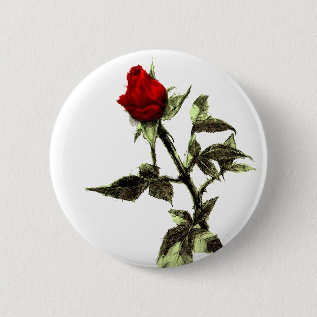 Bud of the red rose penciled pinback button (Front)