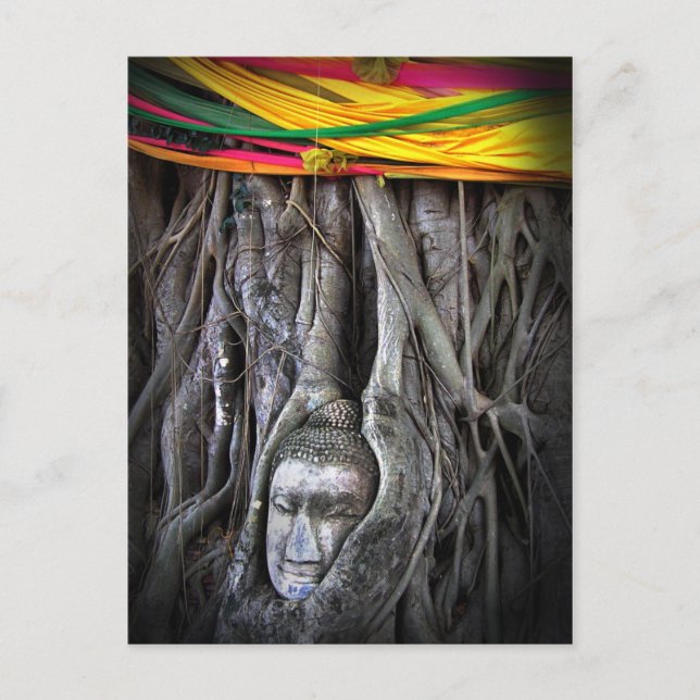 Buddha And The Tree Buddhism Thailand Photography Postcard (Front)